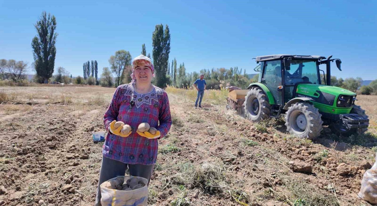 Kümbette yetiştirilen doğal patatesin hasadı başladı