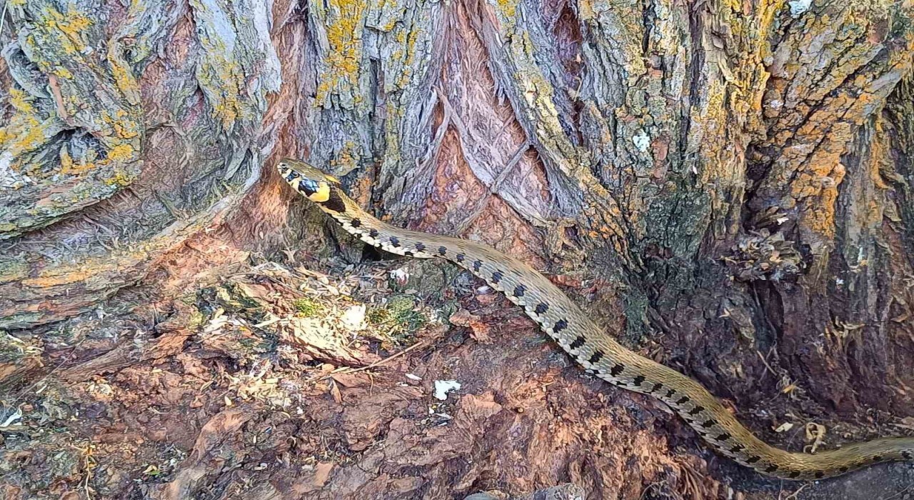 Küpeli su yılanı Tercanda görüntülendi