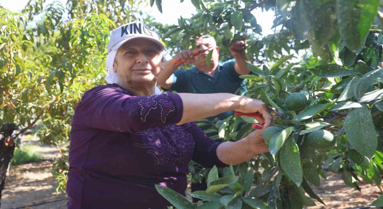 Kuraklığın rekolteyi etkilediği erkenci mandalina, tarladan 30 TL ile 40 TL arasından alıcı buluyor