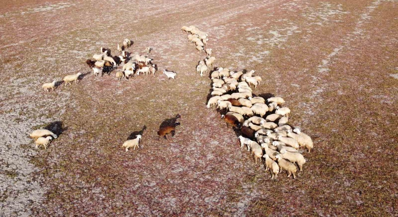 Kuraklığın vahim tablosu: Kuruyan baraj havzasında hayvanlar otlatılıyor