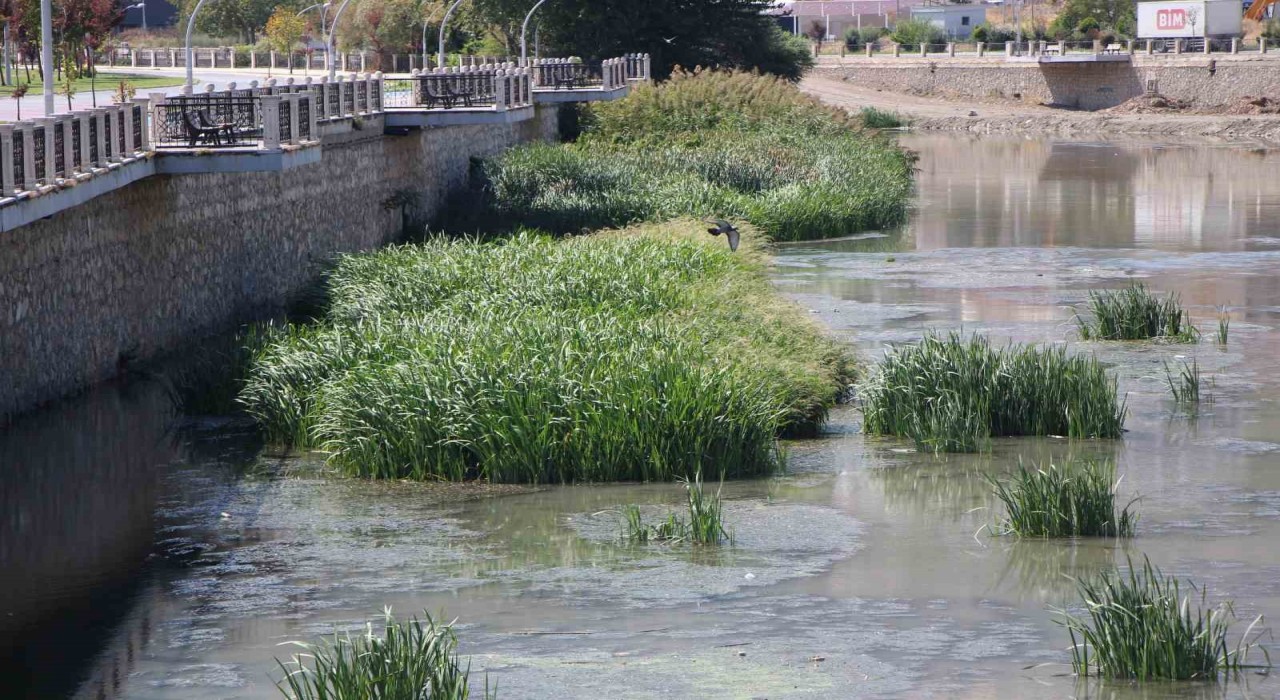 Kuraklık Yeşilırmakı vurdu: ‘Yağdır Mevlâm su