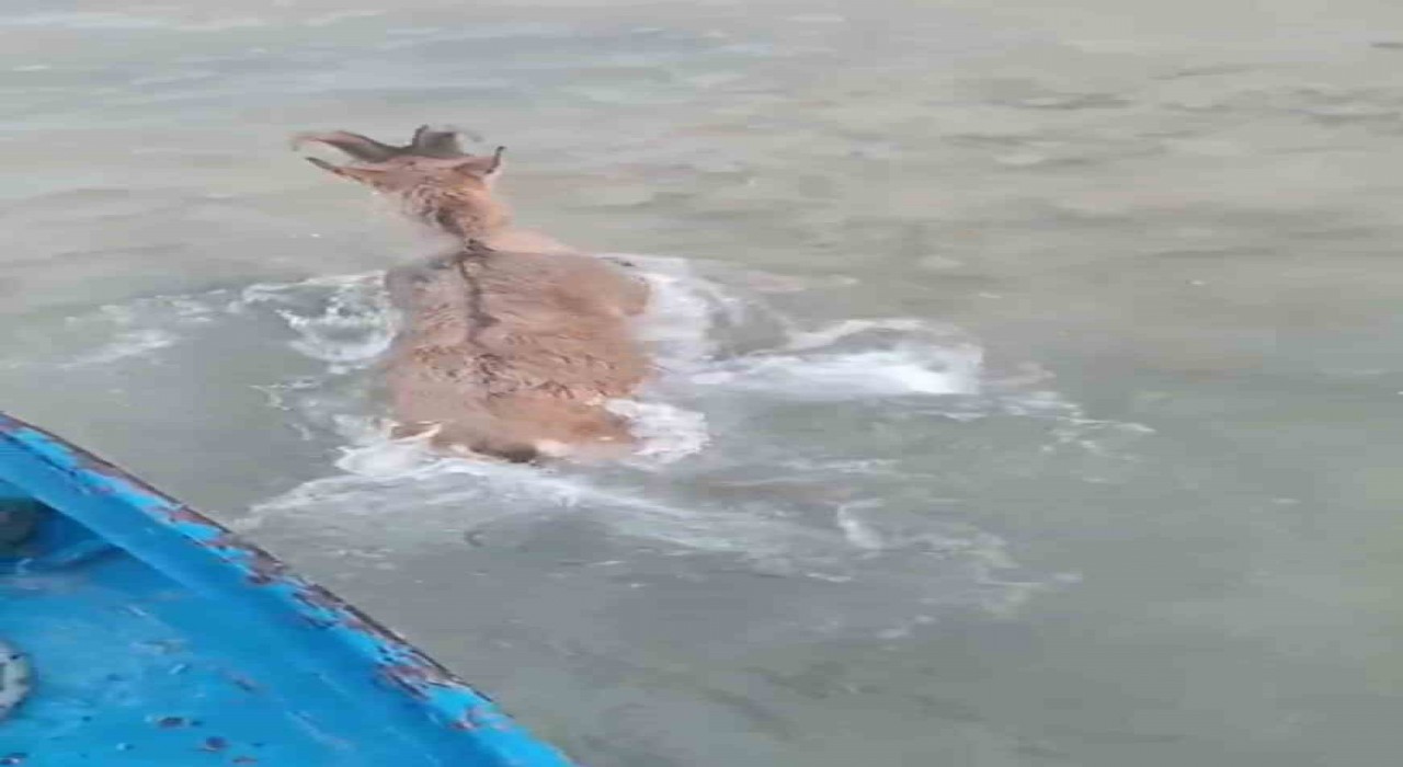 Kurtlardan kaçarken göle düşen dağ keçisini balıkçılar kurtardı