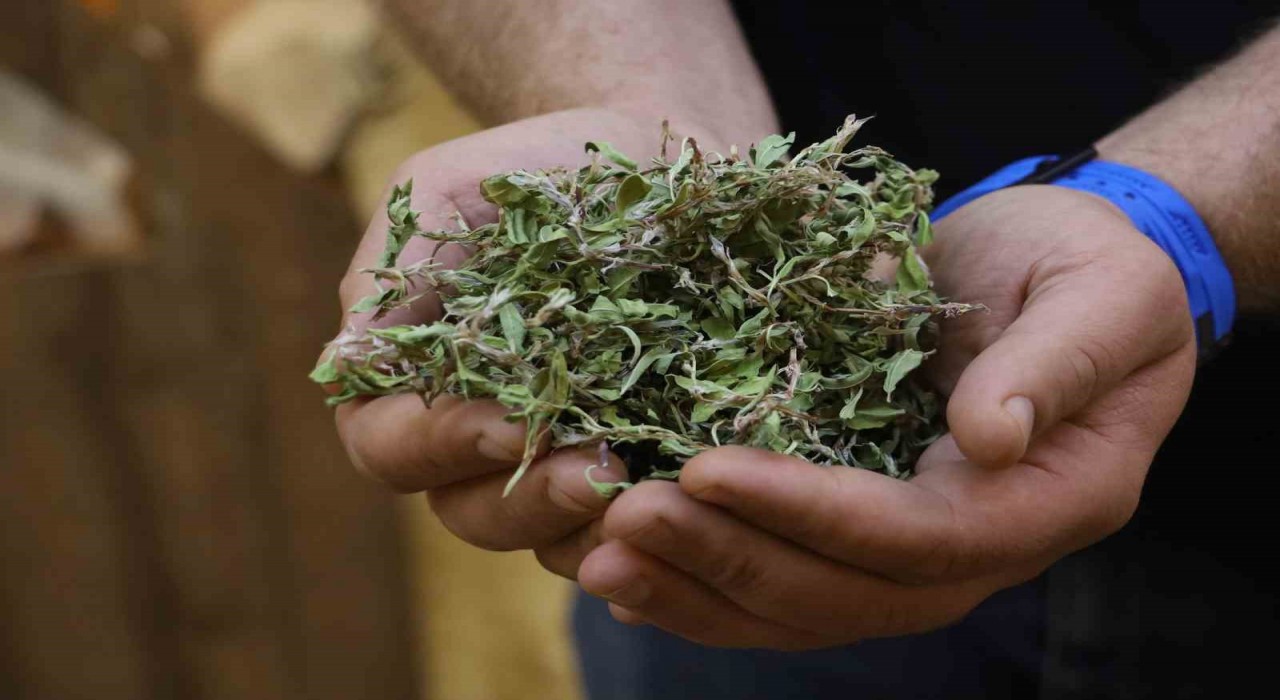 Kurusunun 100 gramı ile bir öğünlük yemek pişiyor