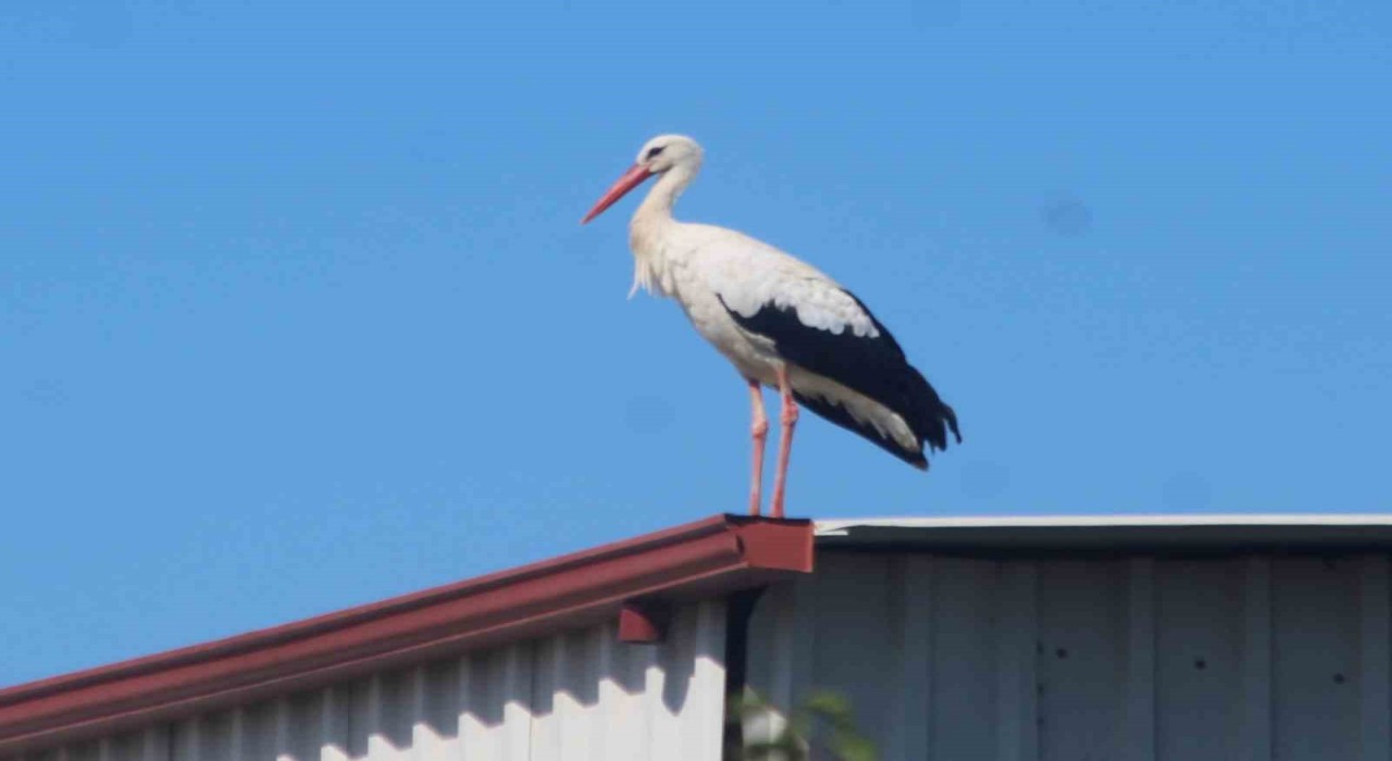 Kuşadasına ilk defa leylek geldi