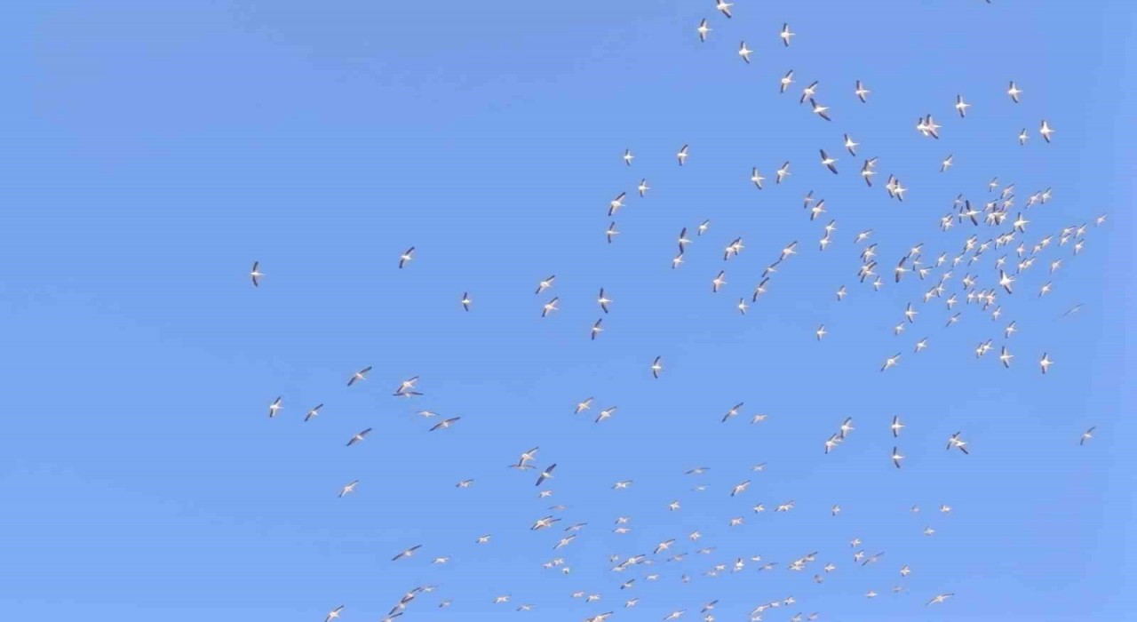 Kuşların dans şeklindeki gösterisi görenleri mest etti