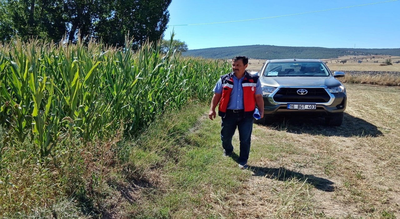 Kütahyada silajlık mısır kontrolleri