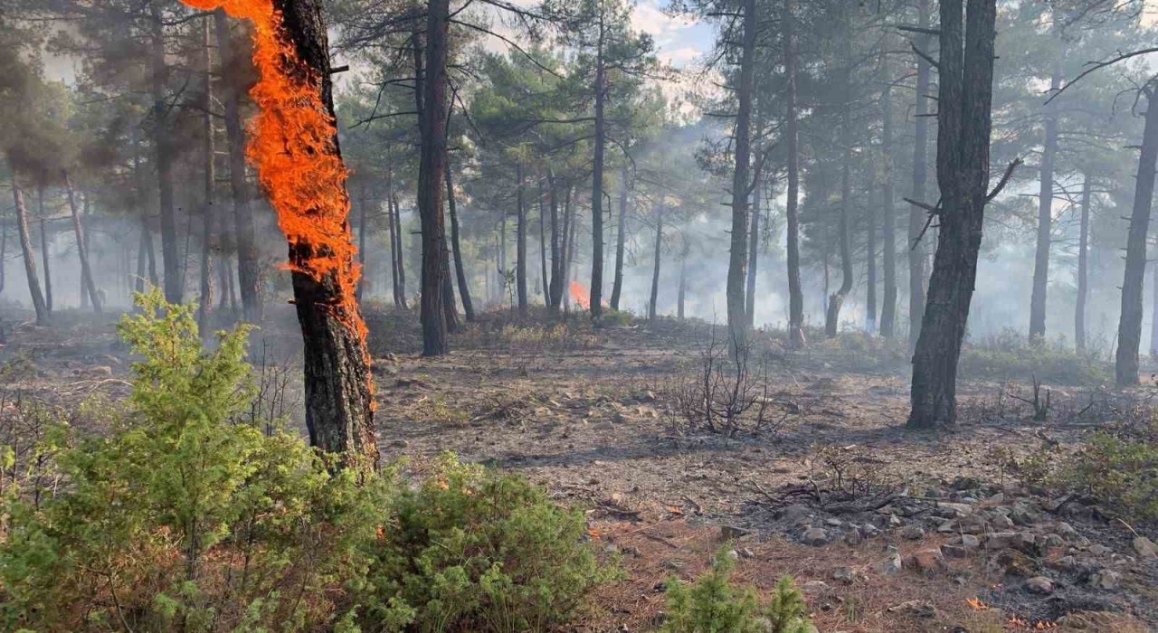 Kütahyada yıldırım, orman yangınına neden oldu: 8 dekar alan zarar gördü