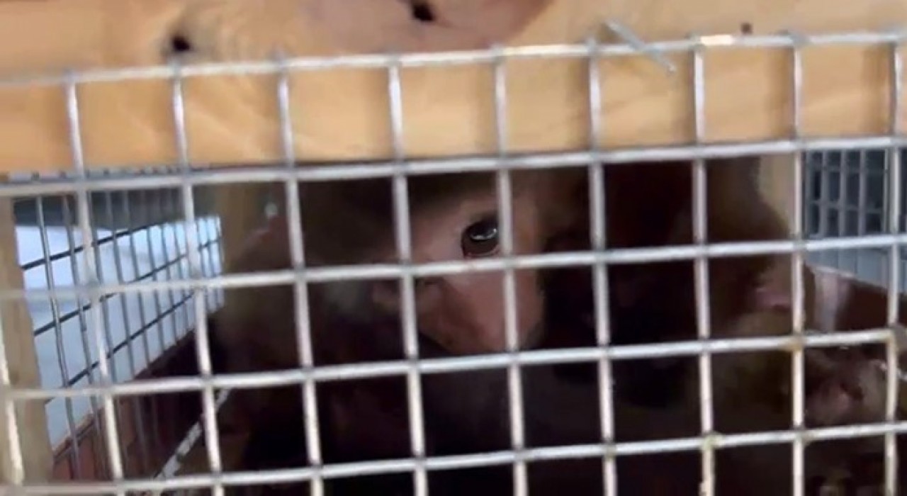 Makak maymunu ve şahinler kaçakçıların pençesinden kurtarıldı