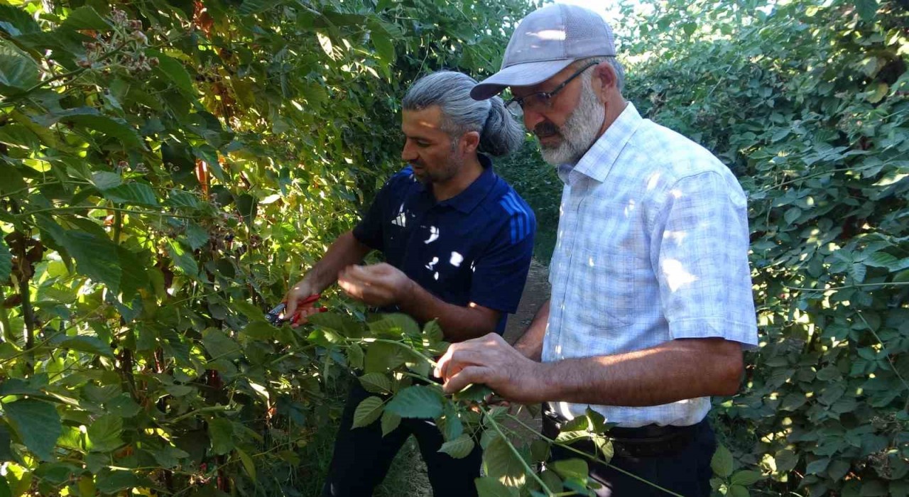 Malatyada bitkisel üretim çeşitliliğinde üzümsü meyvelerin üretimi yaygınlaşıyor