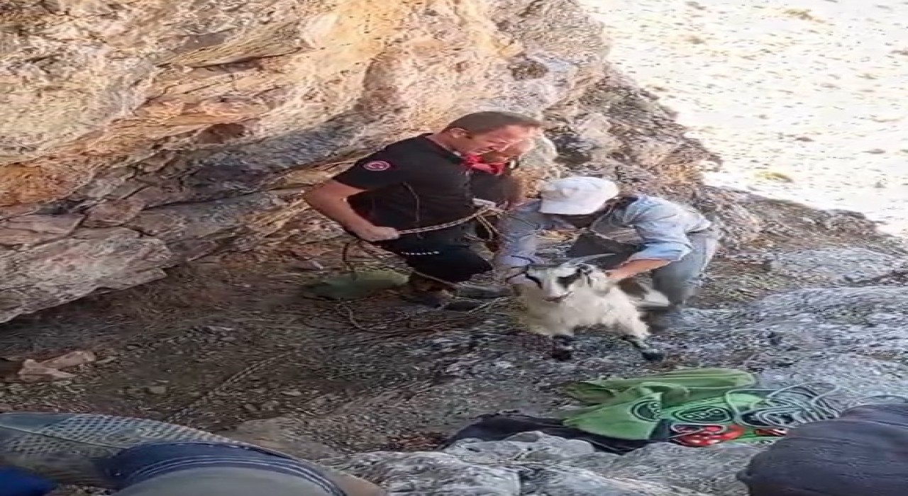 Malatyada dağlık alanda mahsur kalan keçiler kurtarıldı