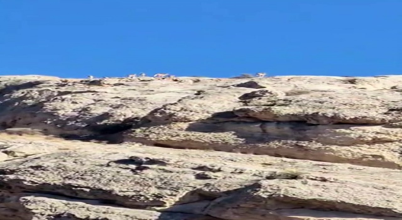 Malatyada dağlık alanda yaban keçisi sürüsü görüntülendi