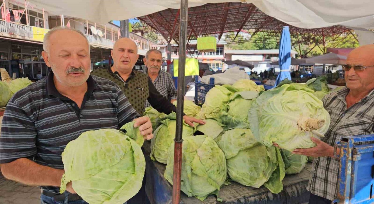 Malatyada Gökyar lahanasında hasat zamanı