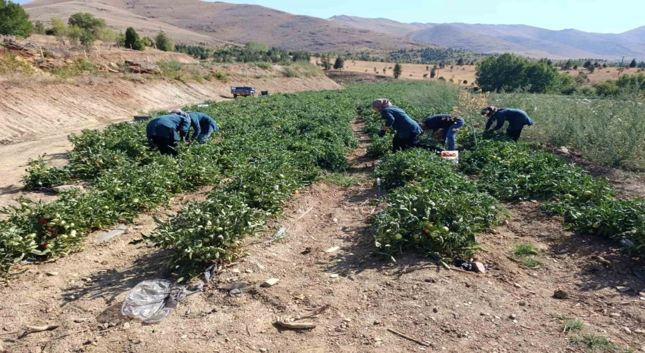 Malatyada Kadın Kooperatifinden organik domates hasadı