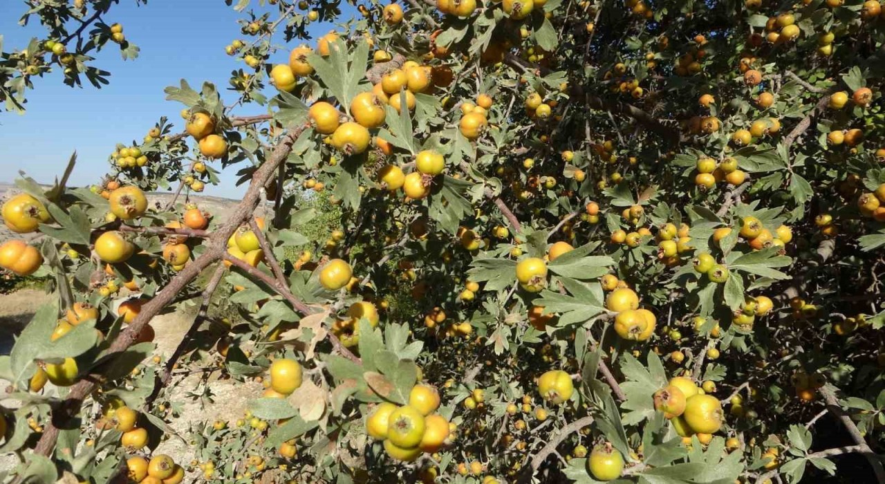 Malatyada şifa deposu alıçta hasat zamanı