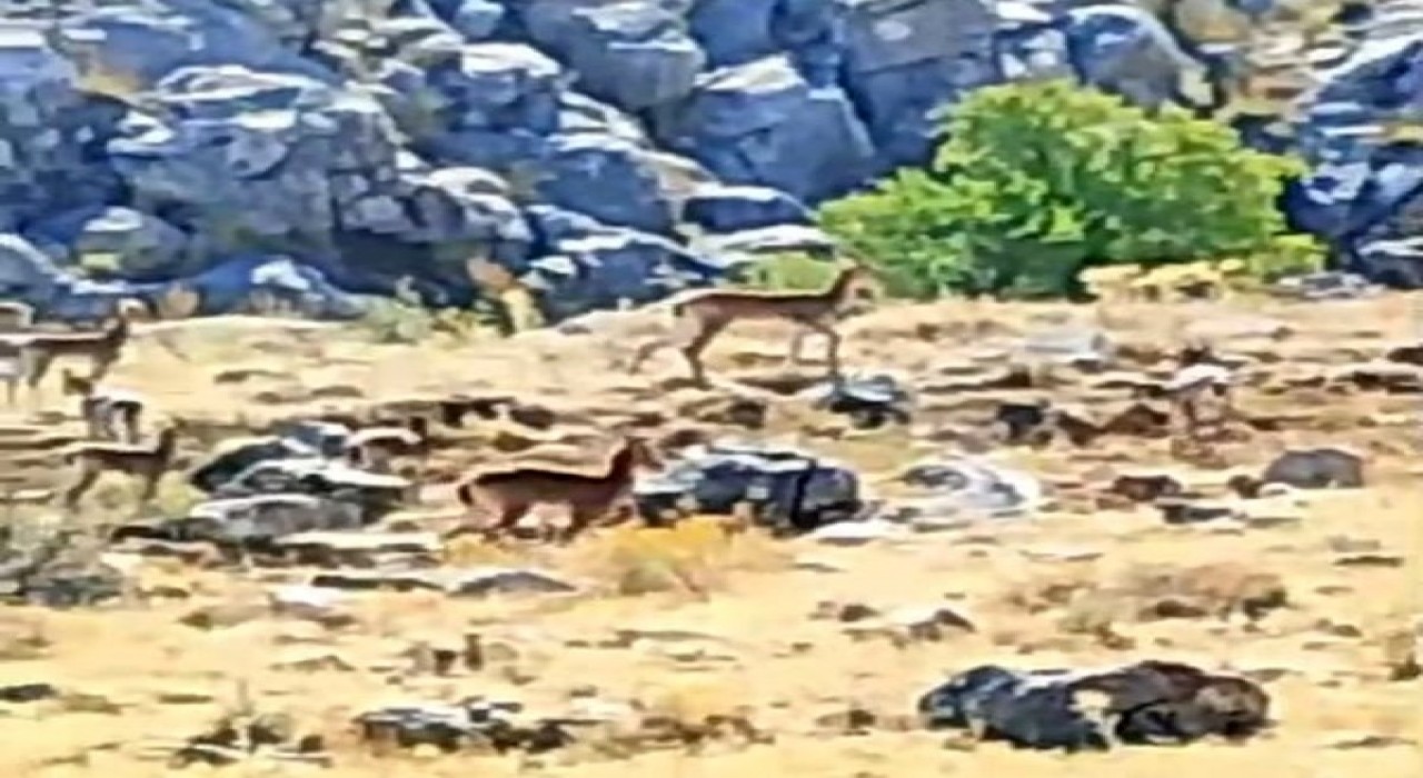 Malatyada sürü halindeki yaban keçileri görüntülendi
