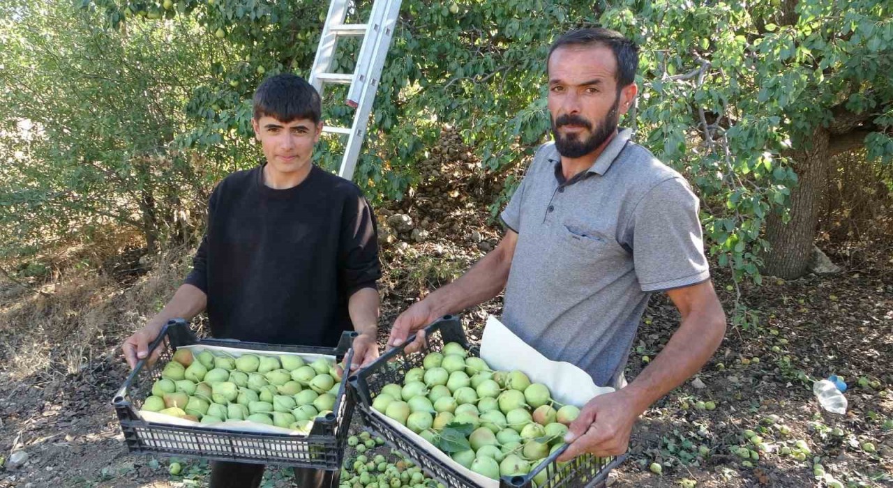 Malatyada tescilli Akçadağ armudu hasadı başladı: Kilosu 70 TLden alıcı buluyor