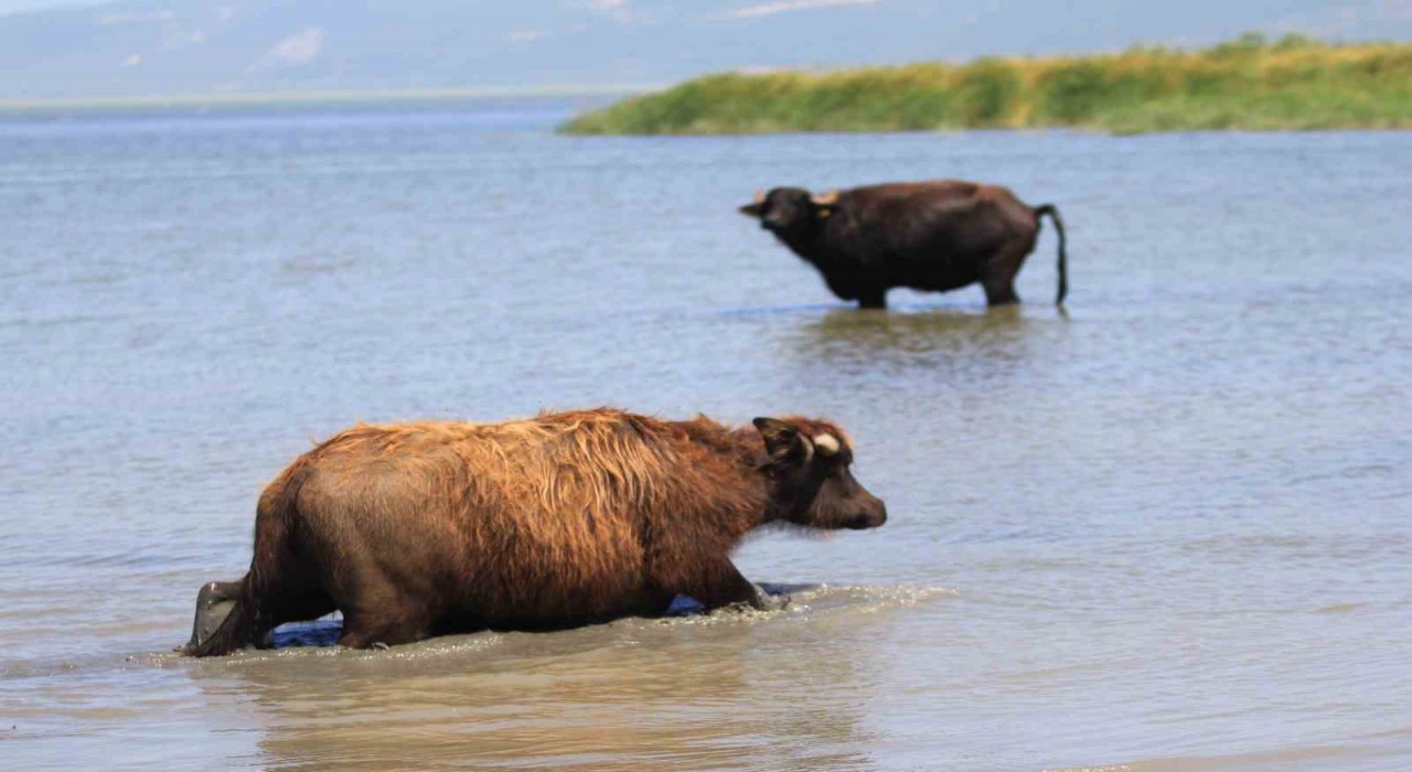 Manda sayısı son 5 yılda yüzde 16 azaldı
