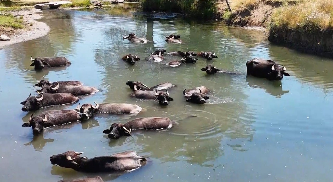 Manda sayısı son 5 yılda yüzde 16 azaldı