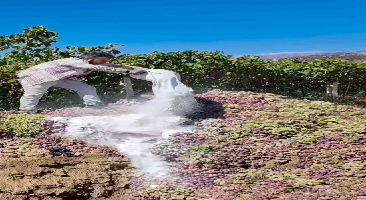 Manisada yasaklı ilaç kullanılan 6 ton üzüm imha edildi