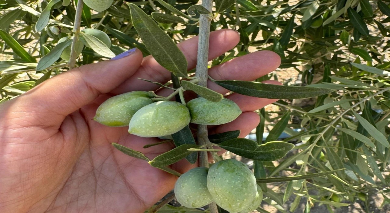 Manisada zeytinde rekolte çalışmaları başladı