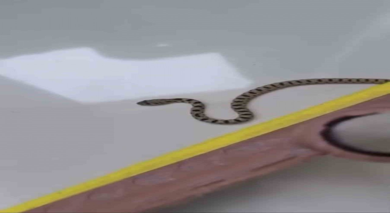 Mardinde apartmanın 8inci katında yılan paniği