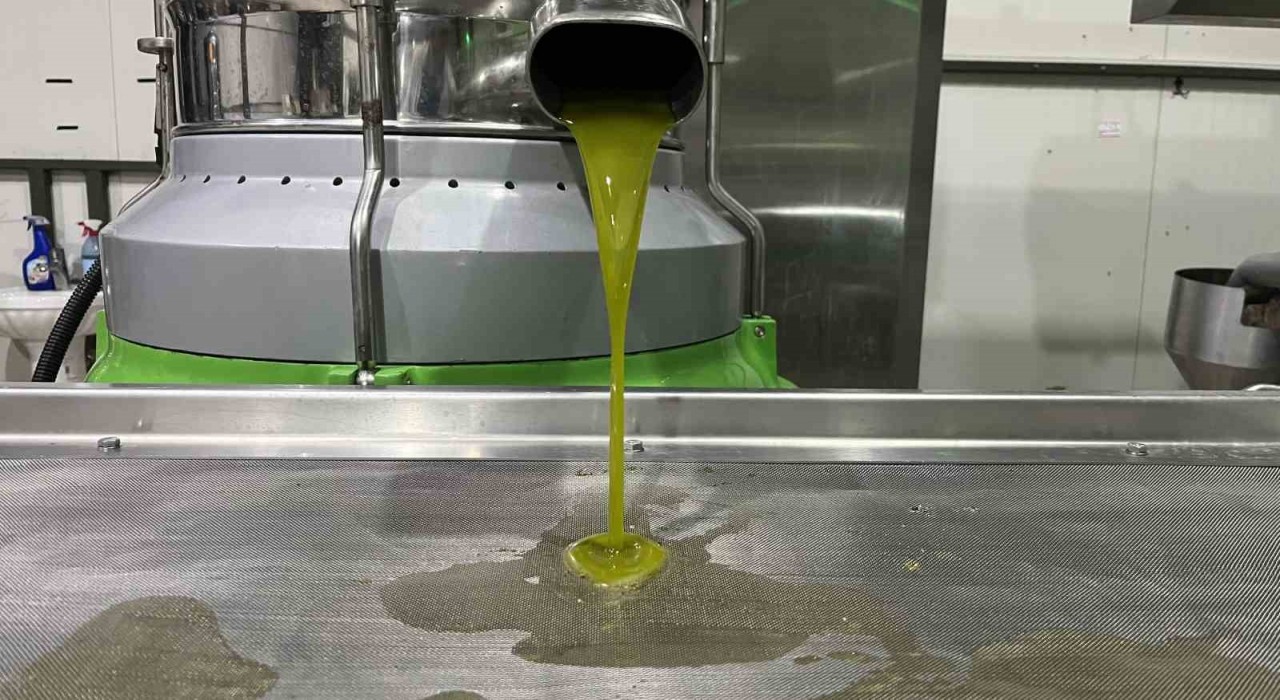 Marmara bölgesinin ilk zeytinyağı sıkımı gerçekleşti