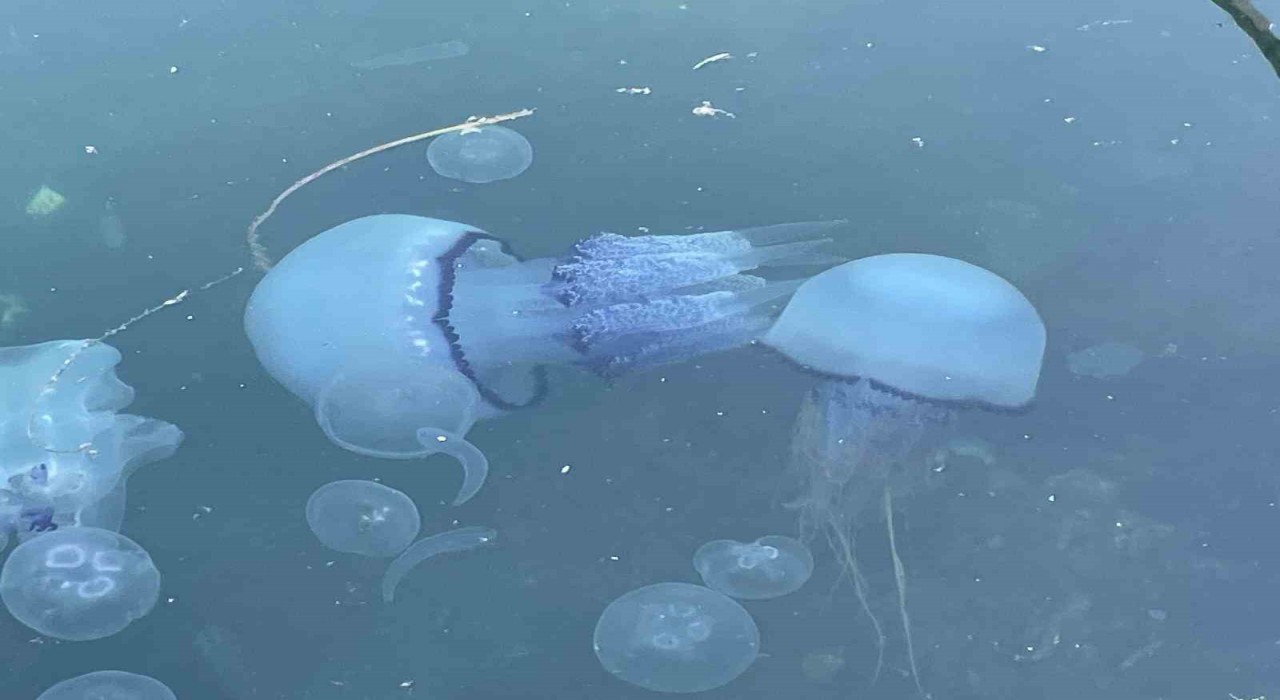 Marmarada bitti denilen müsilaj kabusu tekrar hortladı