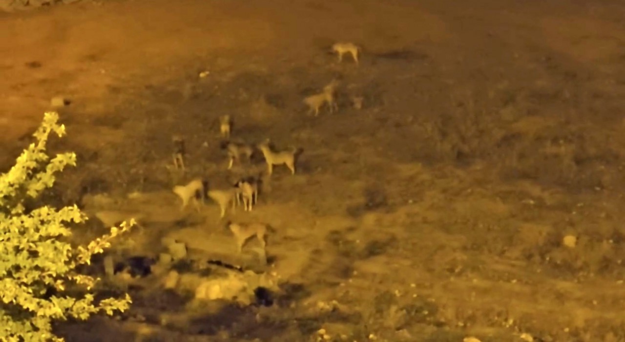 Mazıdağında sokak köpekleri, vatandaşların korkulu rüyası oldu