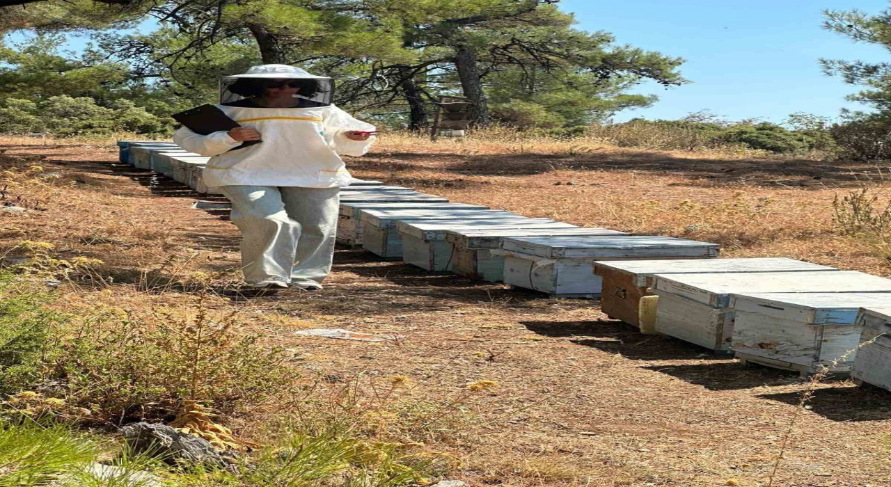 Menteşede arı kovan destekleme tespit çalışmaları devam ediyor