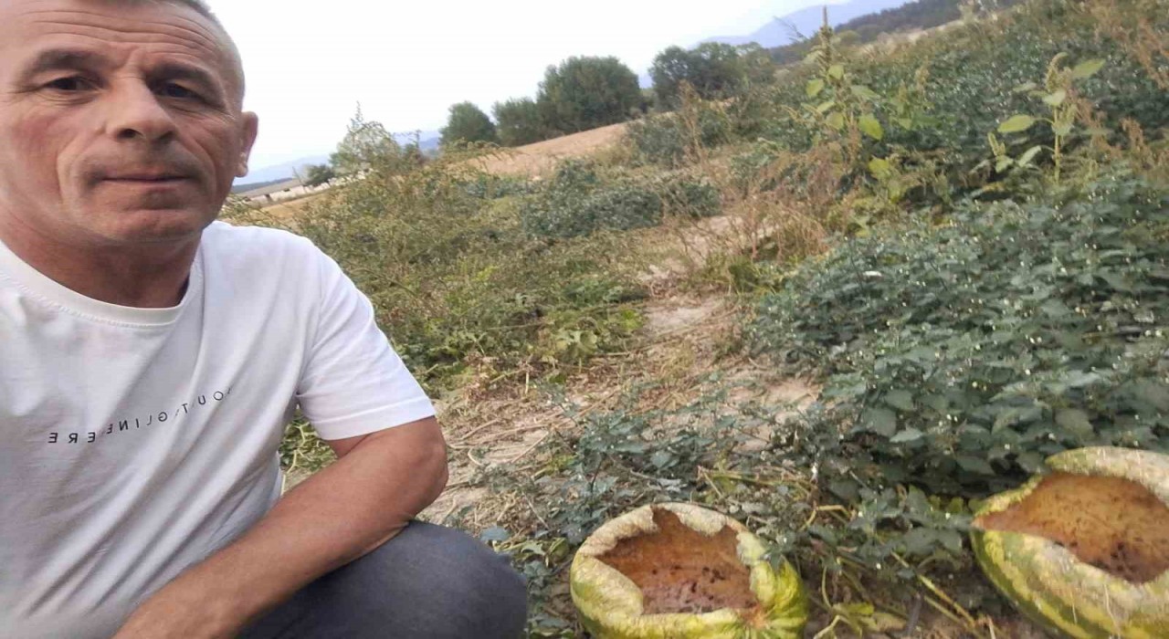 Mudurnuda kargalar 80 karpuzu delik deşik etti