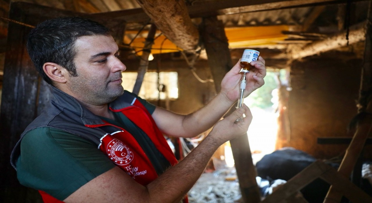 Muğlada şap hastalığıyla mücadele hız kesmiyor