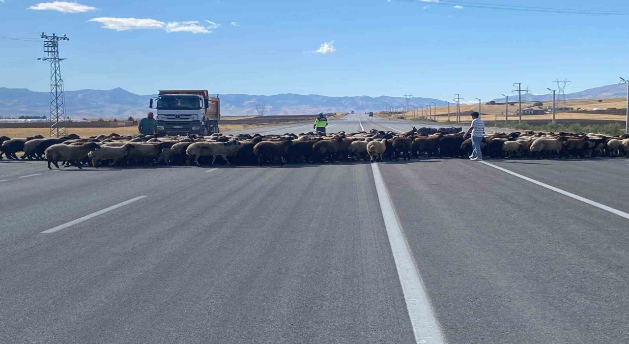 Muşta ‘Güvenli Hayvan Geçişleri Projesi uygulandı