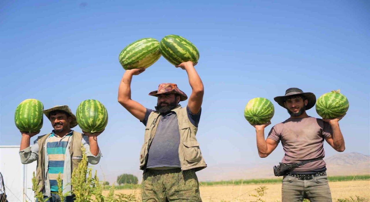 Muşta karpuz hasadından 2 milyar liralık gelir bekleniyor