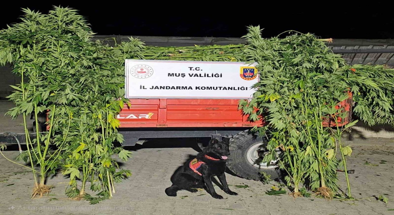 Muşta kenevir operasyonu: 2 gözaltı