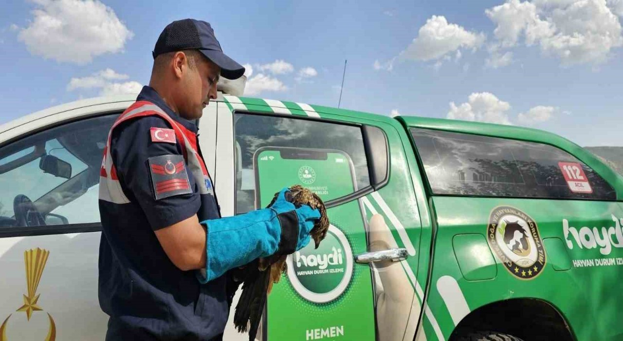 Muşta yaralı bulunan kartal koruma altına alındı