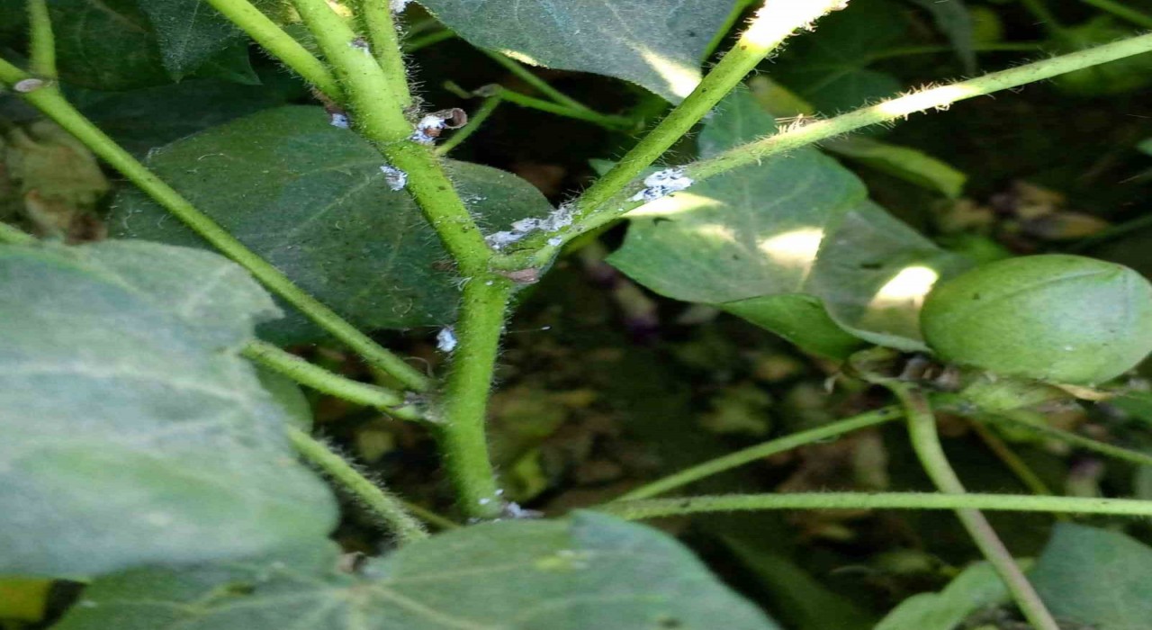 Nazillide pamuk üreticilerine unlu bit uyarısı