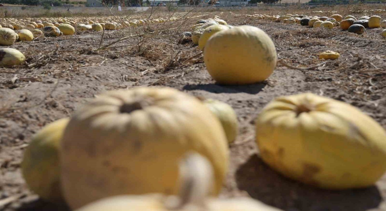 Nevşehirde kabak çekirdeği hasadı başladı