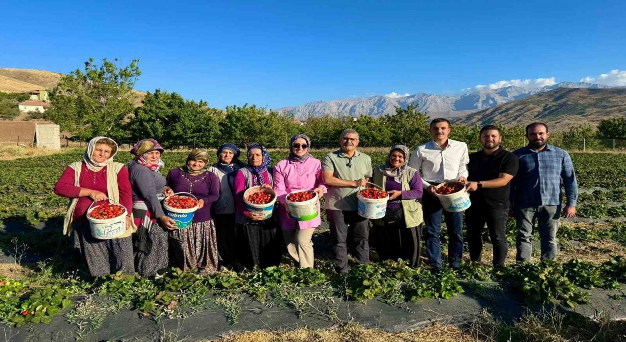 Niğdede çilek hasadı bereketi