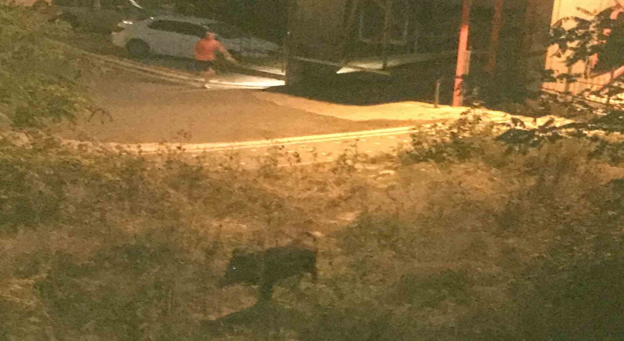 Orduda bir çocuk, domuz saldırısından son anda kurtuldu