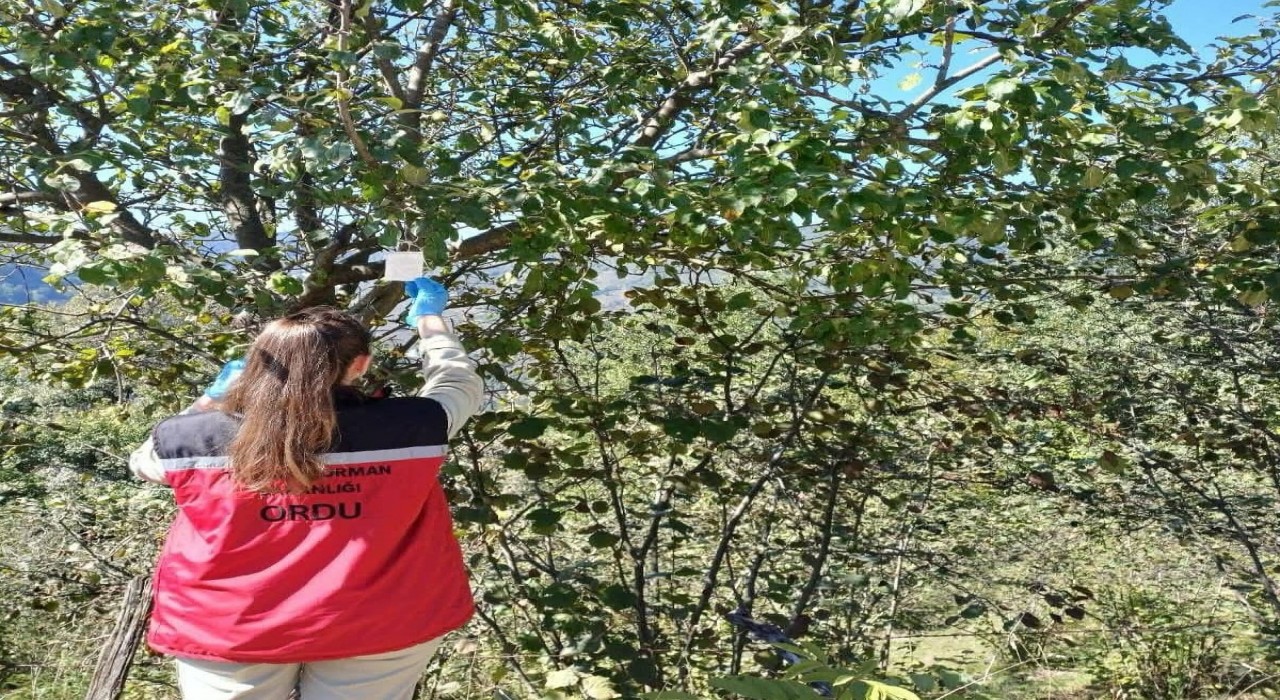 Orduda kahverengi kokarca ile mücadele çalışmaları sürüyor