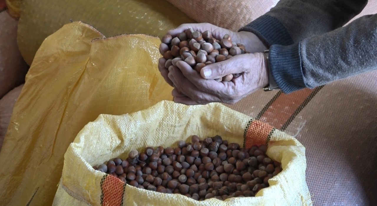 Orduda serbest piyasada fındık fiyatları 300 liraya ulaştı