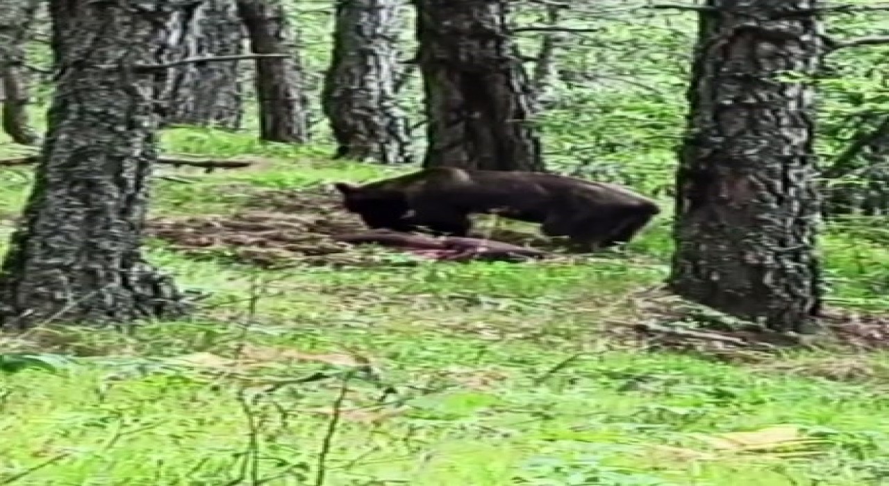 Ormanda avladığı domuzla beslenen ayı kameraya yansıdı