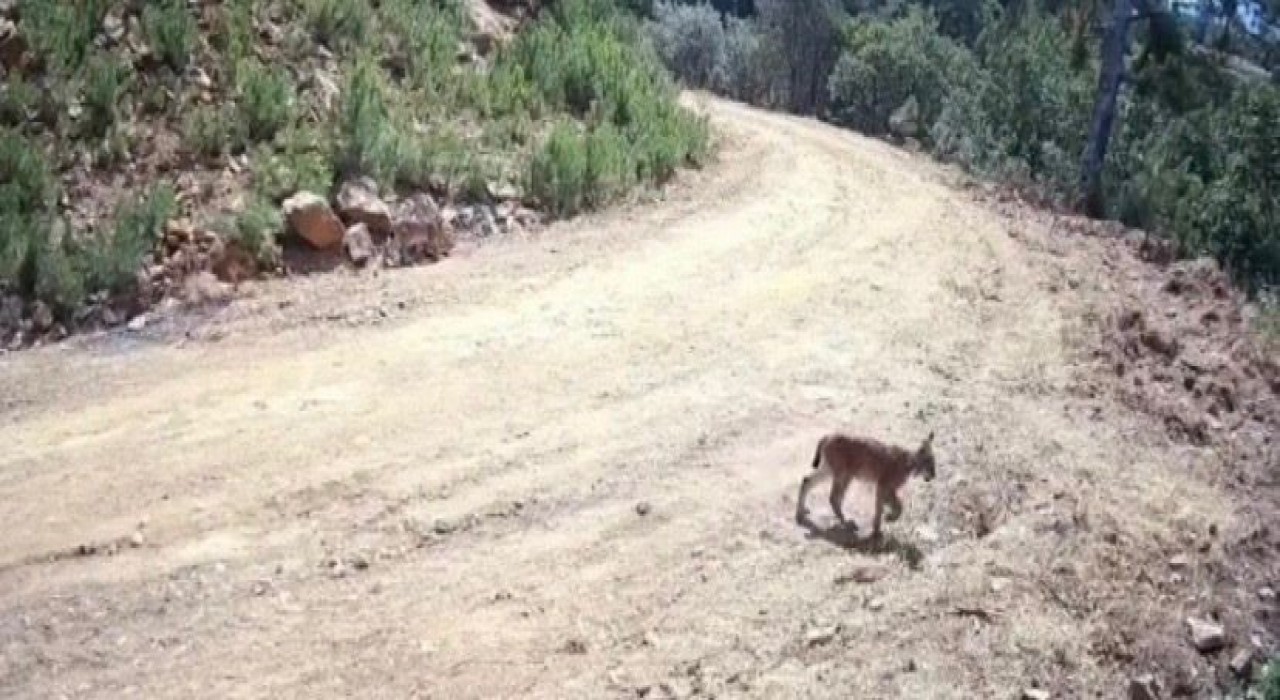 Ormanın hayaleti vaşak ve yavruları kamerada