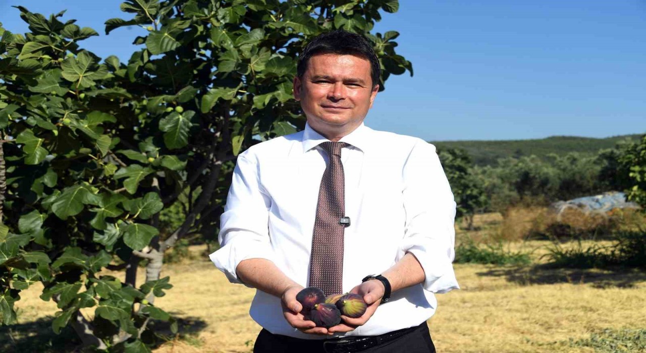 Osmangaziden dünyaya açılan lezzet Bursa siyah inciri