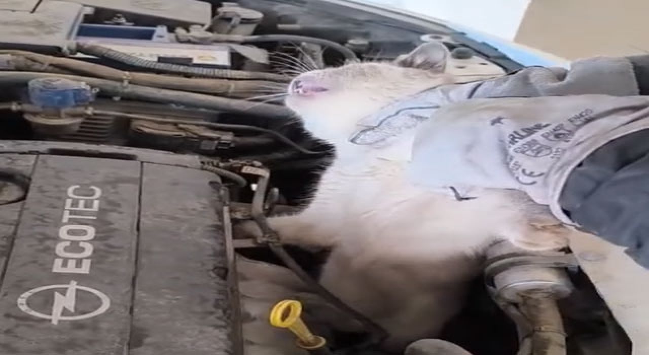Osmaniye’de Araç Motoruna Sıkışan Kedi Kurtarıldı