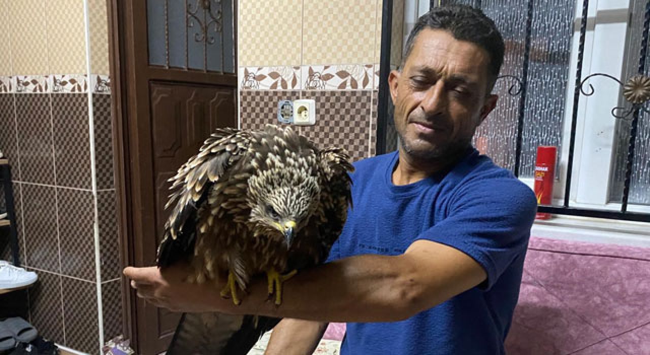 Osmaniye’de Çiftçi, Yaralı Şahini Ciğer Dürüm ile Kurtardı