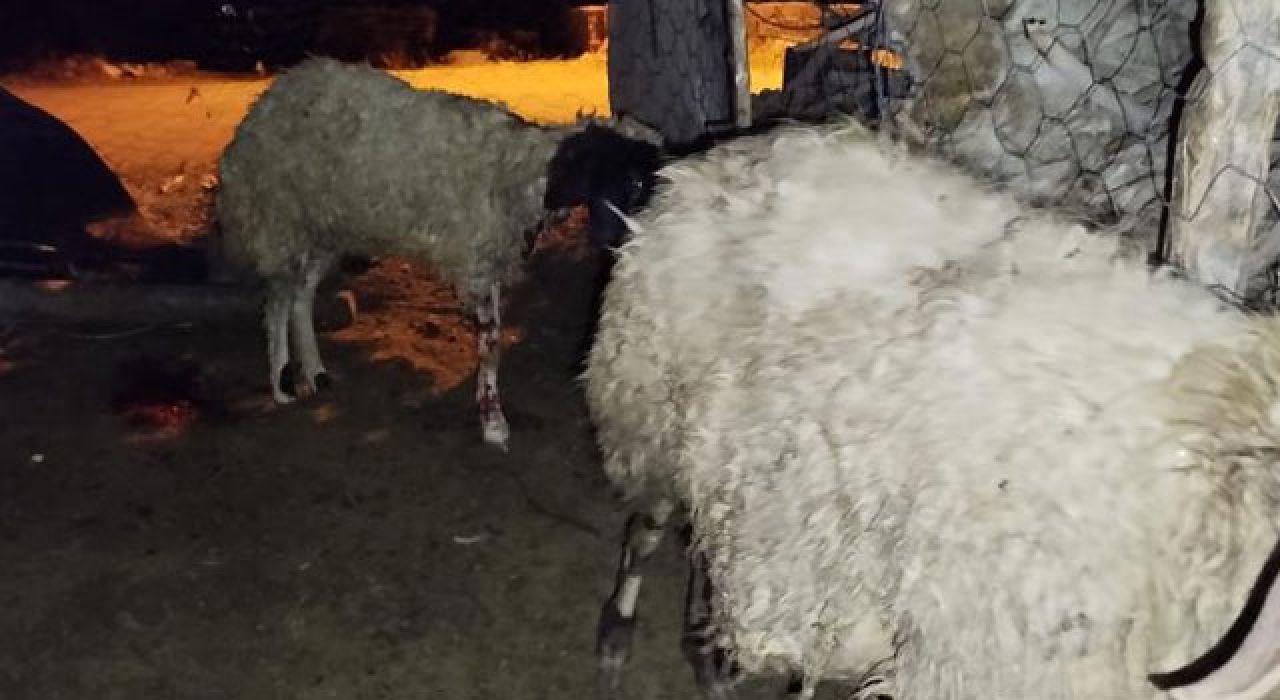 Osmaniye’de Sokak Köpekleri Ağıla Saldırdı