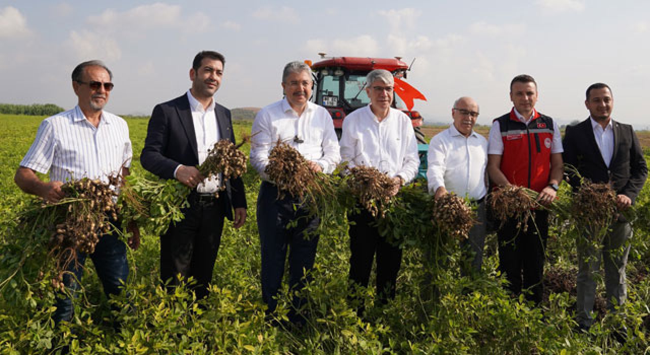 Osmaniye’de Yer Fıstığı Hasadı Başladı