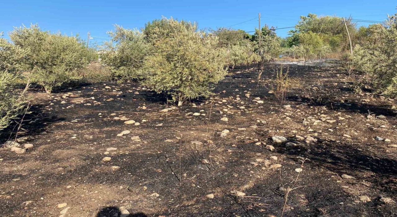 Osmaniyede zeytinlik alanda çıkan yangın paniğe neden oldu
