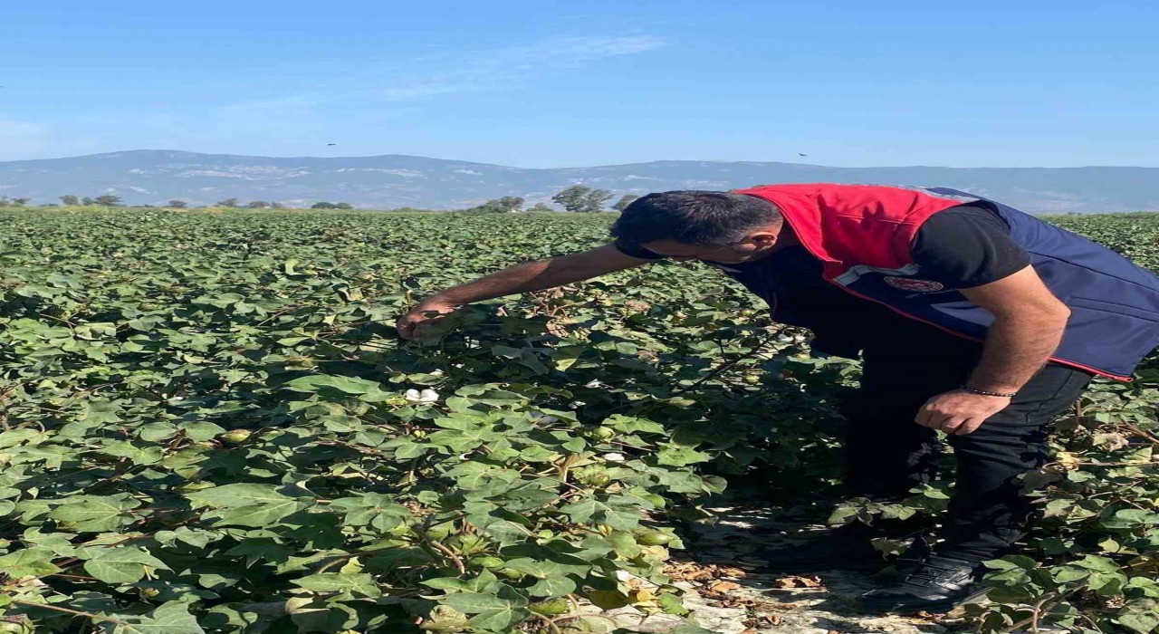 Pamukta zararlı yoğunluğuna rastlanmadı
